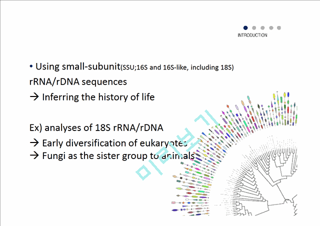 The Phylogeny of Land Plants Inferred from 18s  rDNA Sequences,Pushing the Limits of rDNA Signal   (7 )